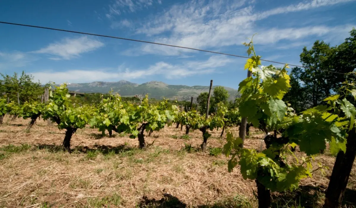 Pollino Enoico Festival, per la prima volta insieme le cantine del Pollino con 70 vini in degustazione