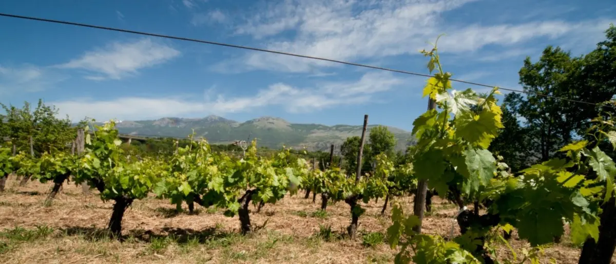 Pollino Enoico Festival, per la prima volta insieme le cantine del Pollino con 70 vini in degustazione