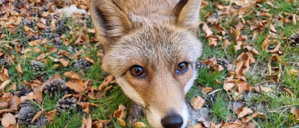 La volpe della Sila diventa una star dei social dopo l’incontro con Vincenzo