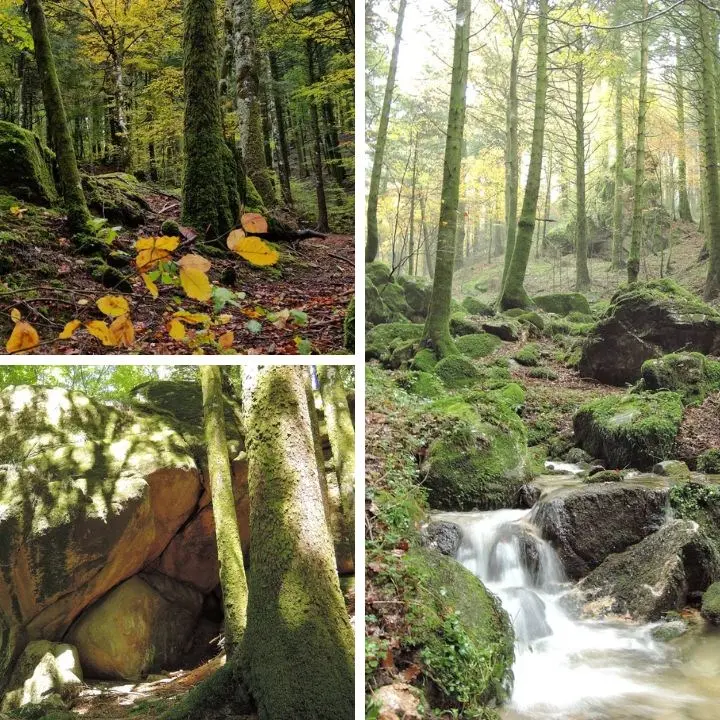 Il bosco Archiforo, dagli abeti maestosi alla silvo-terapia: viaggio nel cuore delle Serre