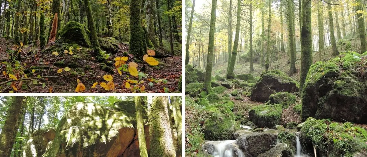 Il bosco Archiforo, dagli abeti maestosi alla silvo-terapia: viaggio nel cuore delle Serre
