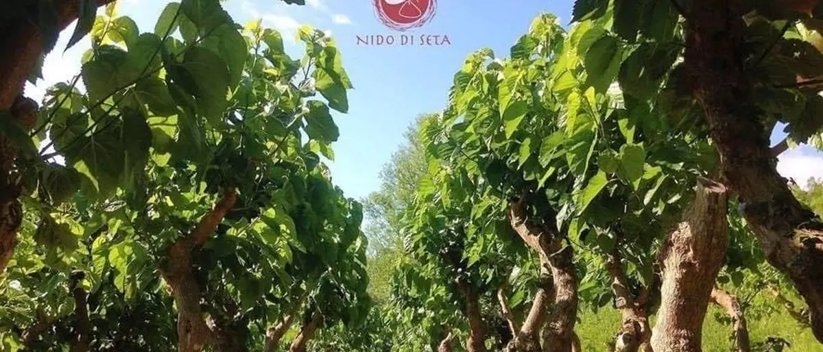 Il Made in Italy firmato Gucci ha il suo cuore in Calabria: Nido di Seta diventa fornitore per le produzioni della Maison