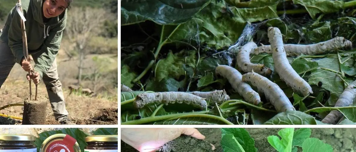 Pianta un gelso, ecco l’iniziativa della cooperativa Nido di seta per un regalo originale e sostenibile