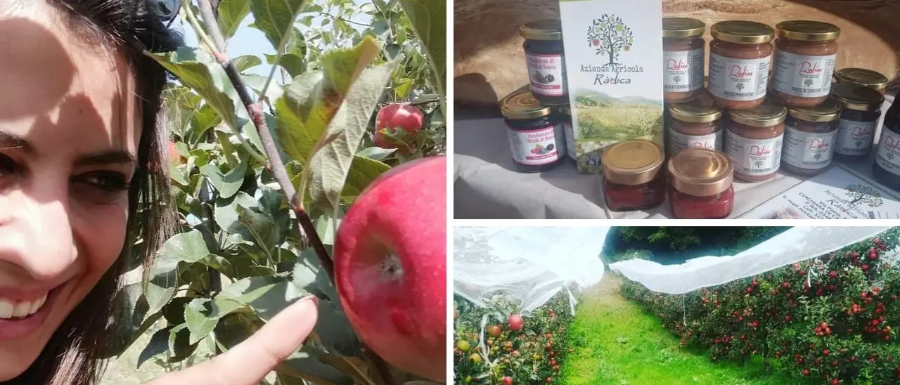 Ràdica, la prima azienda a produrre mele autoctone del Pollino