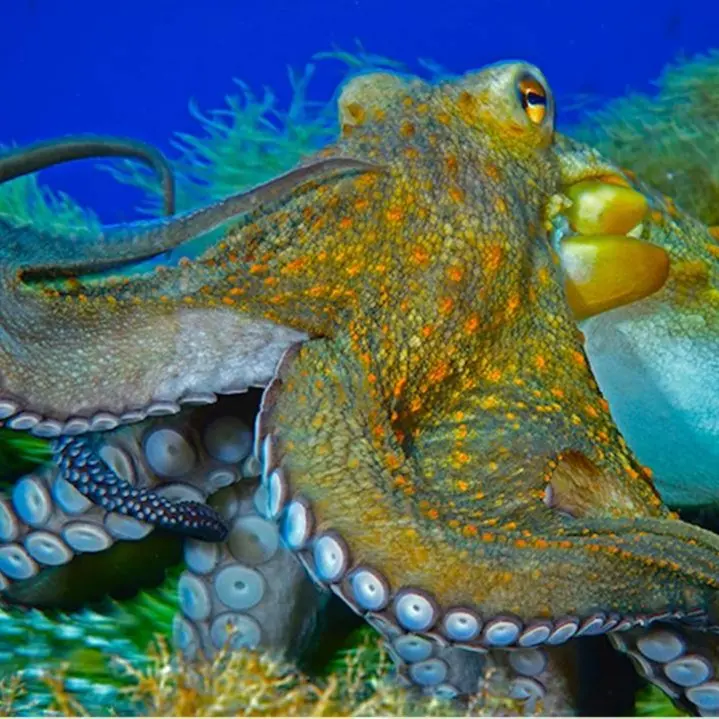 Gorgonie, praterie di posidonia e cernie giganti: la vita sotto l’Isola di Dino è uno spettacolo di biodiversità