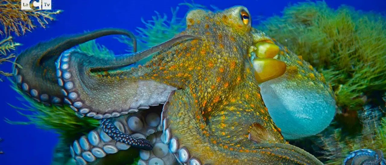 Gorgonie, praterie di posidonia e cernie giganti: la vita sotto l’Isola di Dino è uno spettacolo di biodiversità