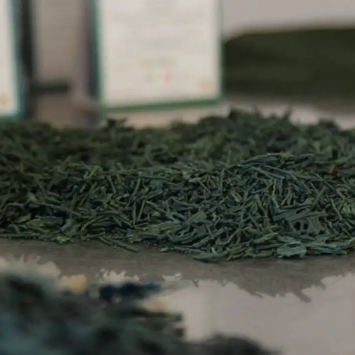 Nell’antichità era conosciuta come il nettare degli dei, ecco i mille usi dell’Alga spirulina eccellenza di Calabria