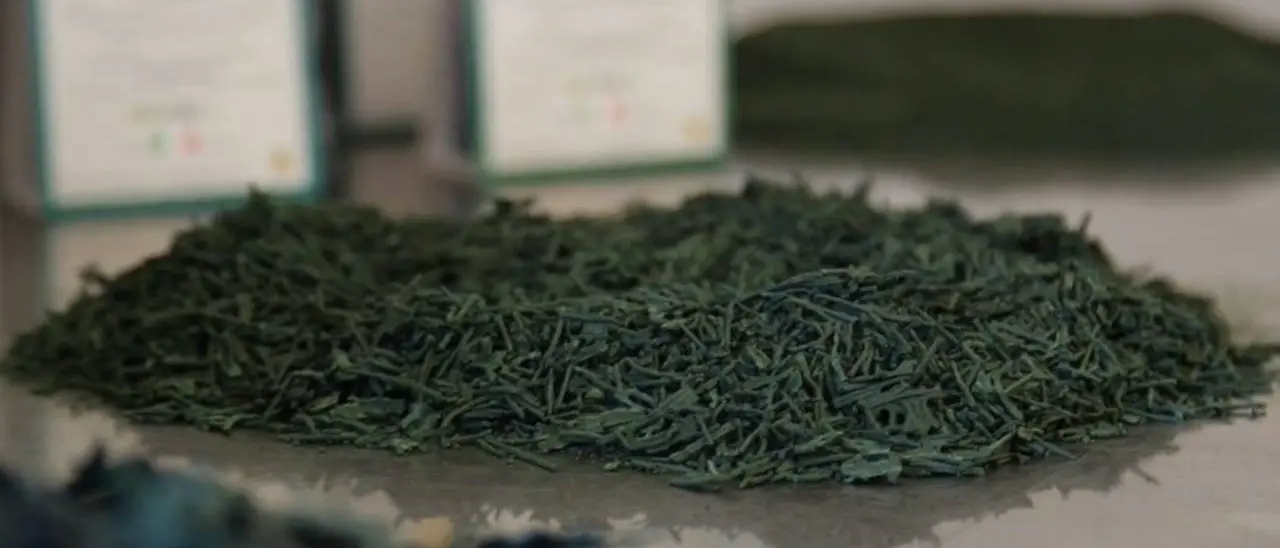 Nell’antichità era conosciuta come il nettare degli dei, ecco i mille usi dell’Alga spirulina eccellenza di Calabria