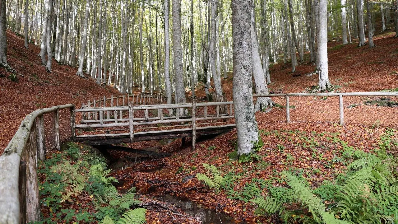 La Faggeta di Condrò, nel Catanzarese un luogo di quiete ideale per meditare