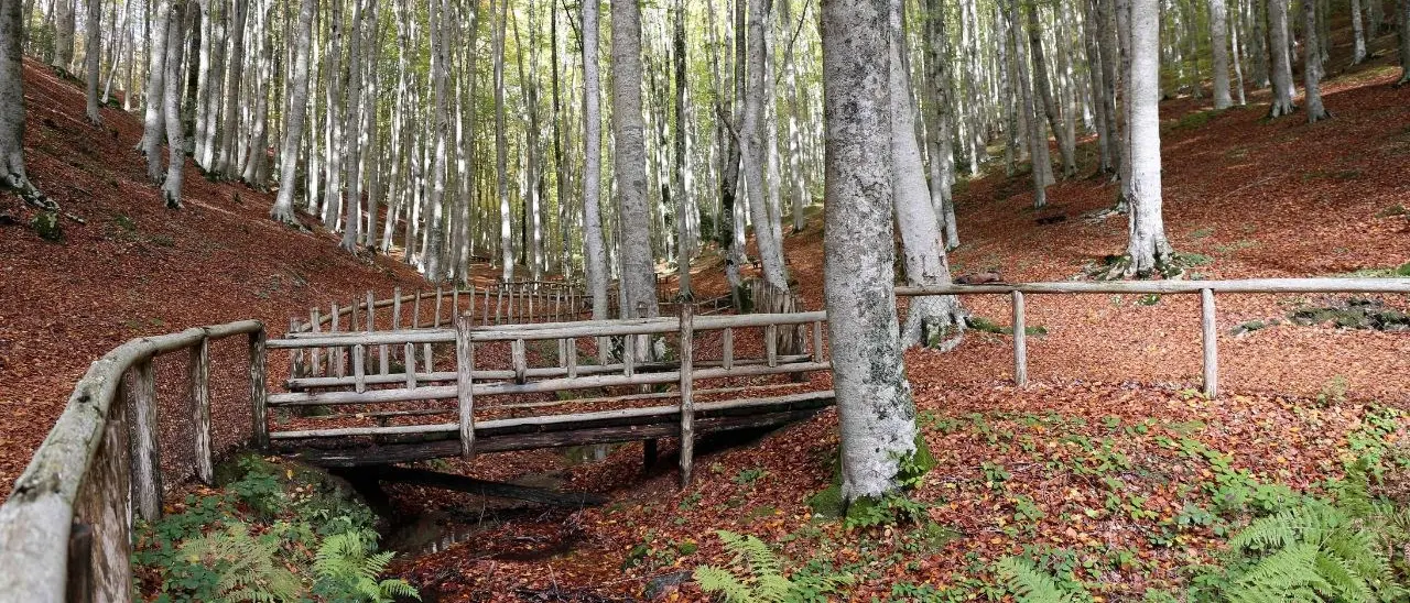 La Faggeta di Condrò, nel Catanzarese un luogo di quiete ideale per meditare