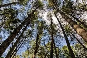 Giganti della Sila, tornano le sere Fai d’estate: al via il calendario di eventi nel bosco monumentale del Cosentino