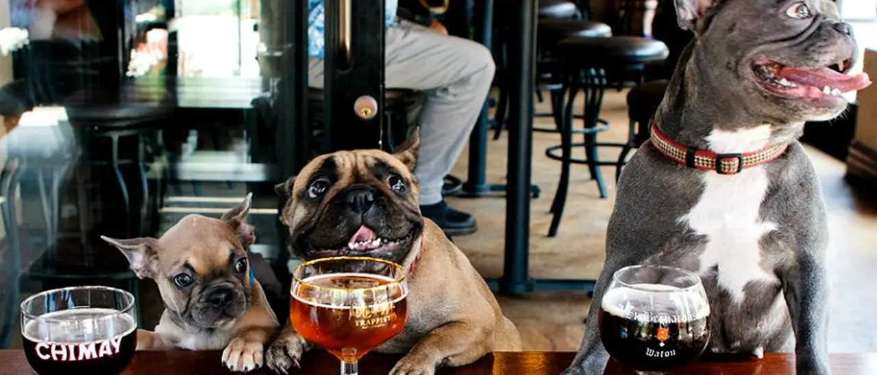 Al ristorante col cane, l’idea di due calabresi che offrono un menù anche per gli amici a quattro zampe