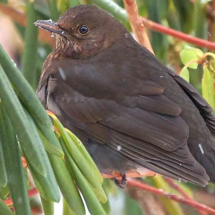 Dai giorni della merla alla Candelora: leggende, proverbi e tradizioni dell’inverno in Calabria