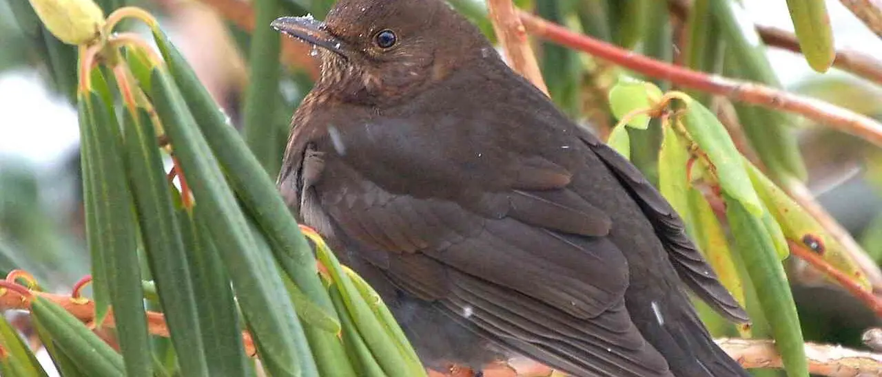 Dai giorni della merla alla Candelora: leggende, proverbi e tradizioni dell’inverno in Calabria