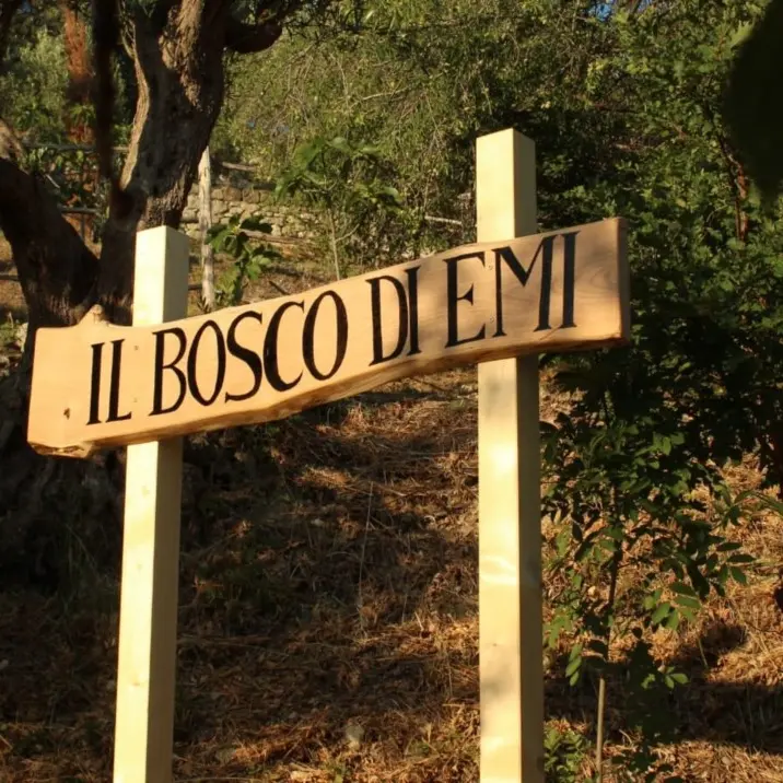 Il bosco di Emi a Falconara Albanese, un angolo verde a pochi passi dal mare dove sentirsi tutt’uno con la natura