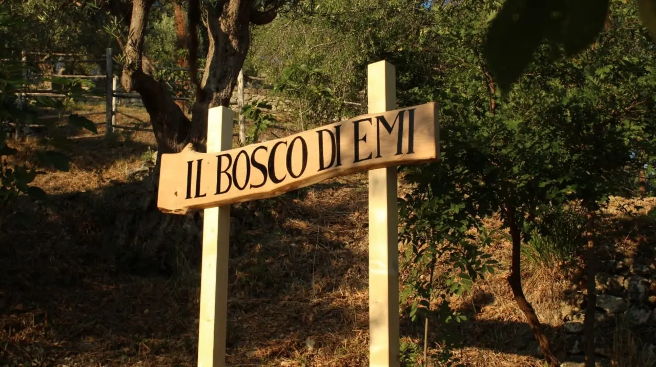 Il bosco di Emi a Falconara Albanese, un angolo verde a pochi passi dal mare dove sentirsi tutt’uno con la natura