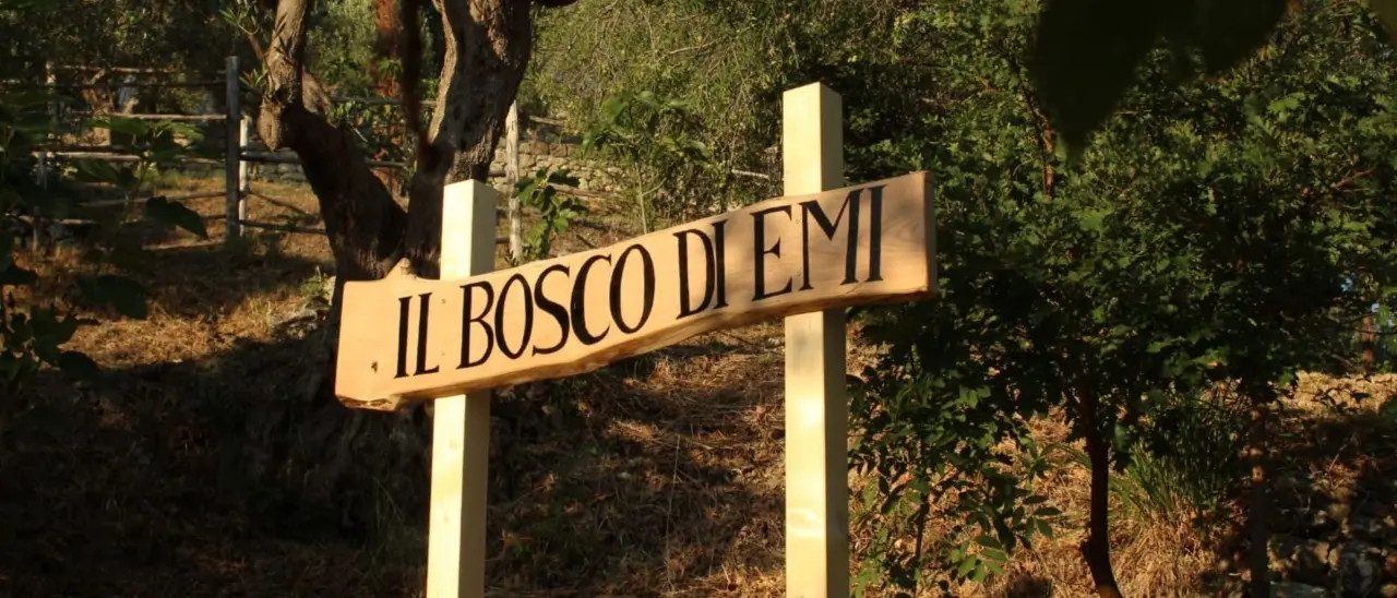 Il bosco di Emi a Falconara Albanese, un angolo verde a pochi passi dal mare dove sentirsi tutt’uno con la natura