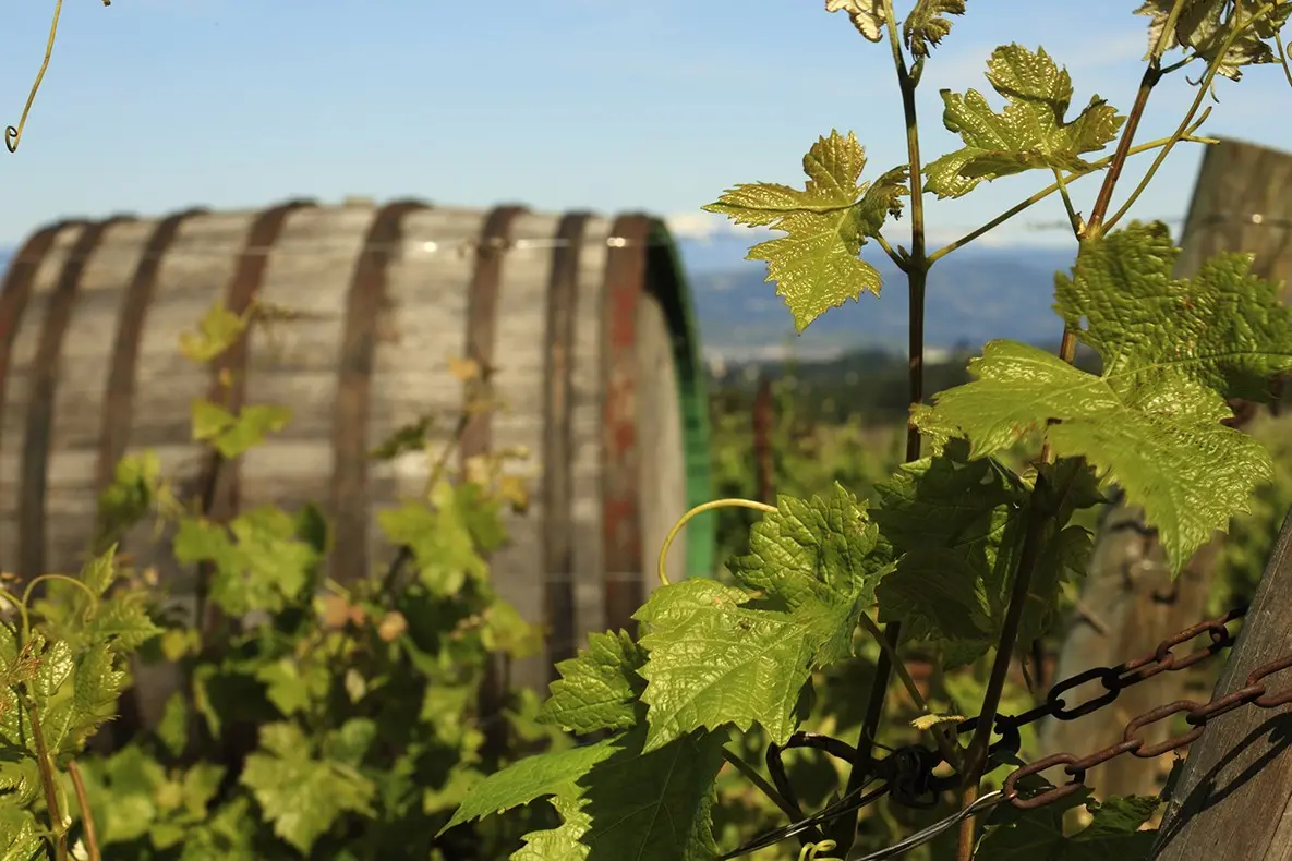 Cantine aperte, alla scoperta del territorio con un calice di vino in mano