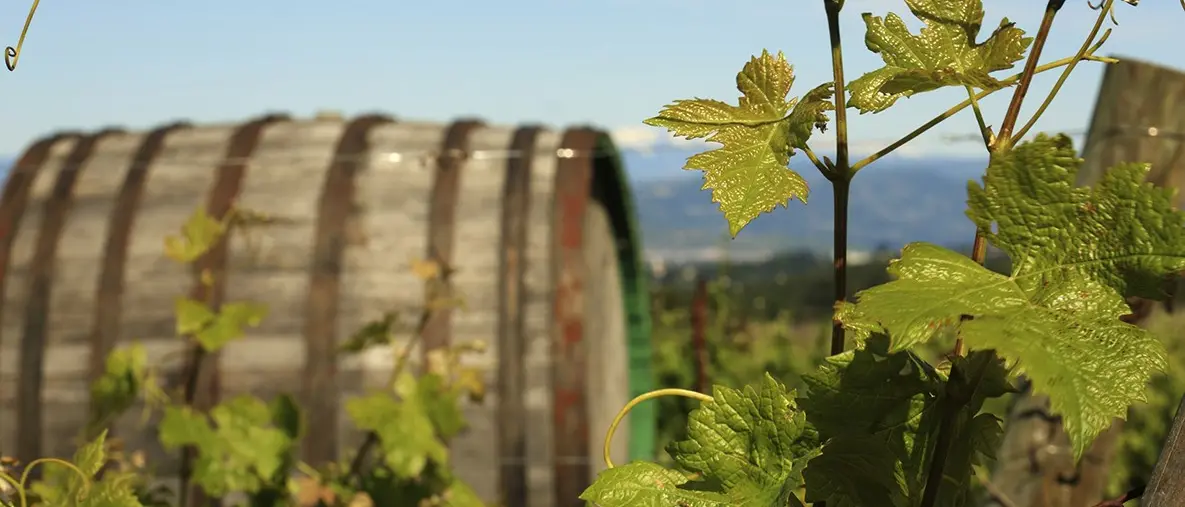 Cantine aperte, alla scoperta del territorio con un calice di vino in mano