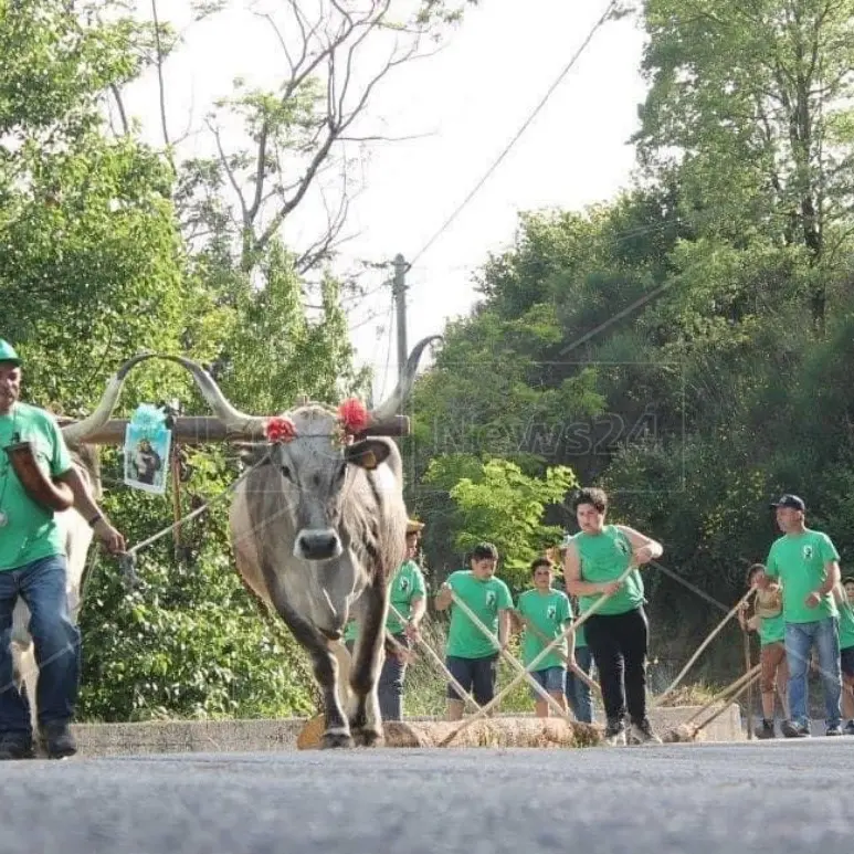 La ‘Ntinna di Laino Borgo, il rito arboreo dedicato a Sant’Antonio si rinnova nel paese del Pollino