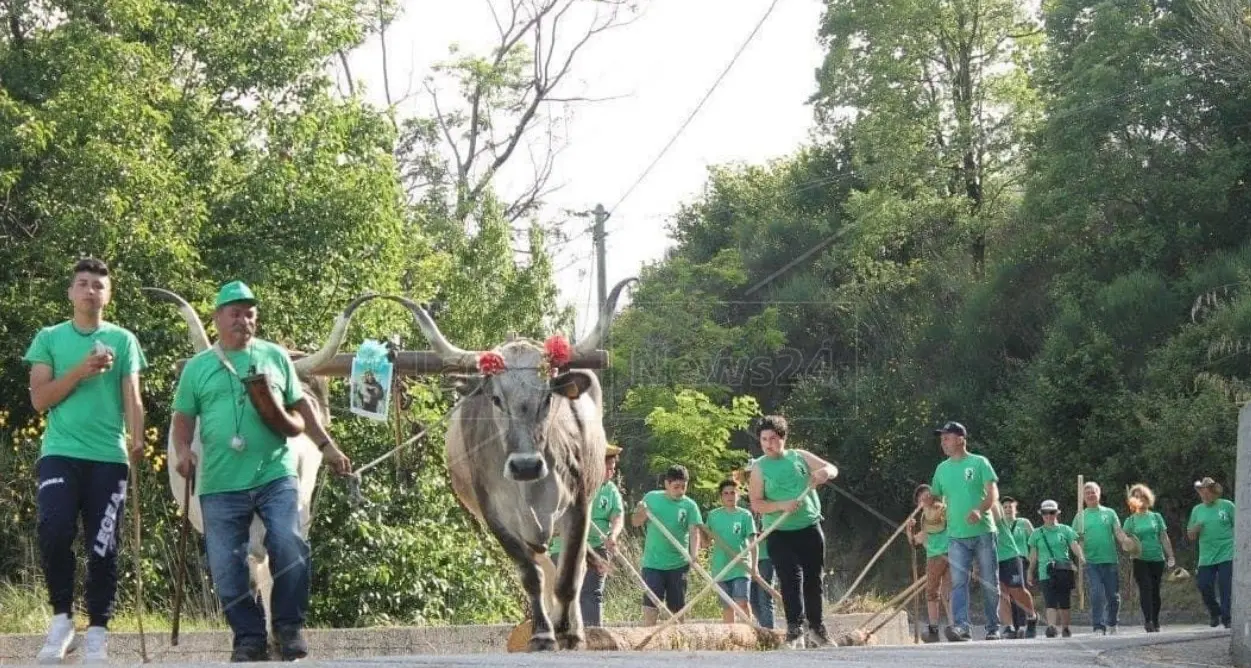 La ‘Ntinna di Laino Borgo, il rito arboreo dedicato a Sant’Antonio si rinnova nel paese del Pollino