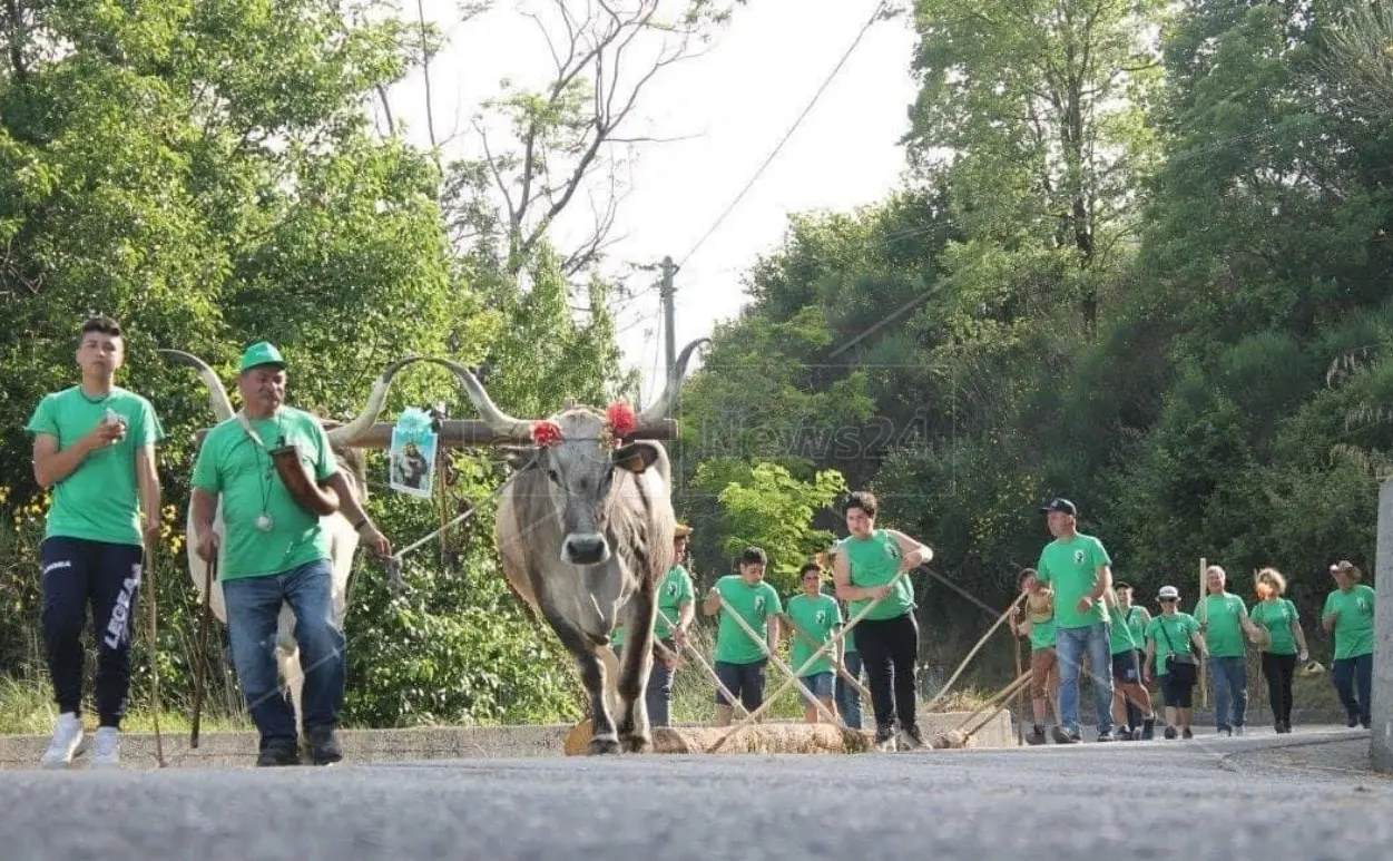 La ‘Ntinna di Laino Borgo, il rito arboreo dedicato a Sant’Antonio si rinnova nel paese del Pollino