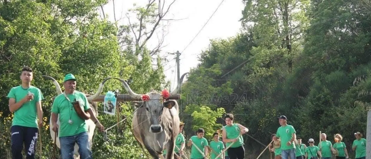 La ‘Ntinna di Laino Borgo, il rito arboreo dedicato a Sant’Antonio si rinnova nel paese del Pollino