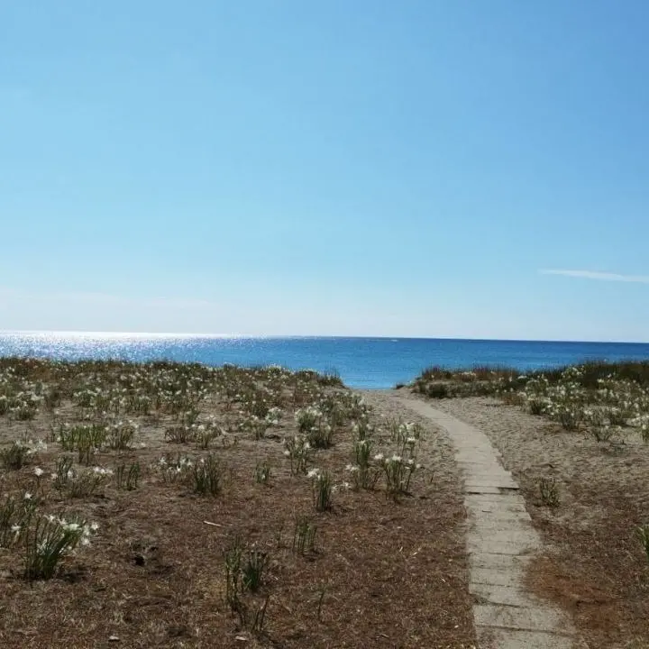 Roccelletta di Borgia, un angolo di paradiso tra storia e natura dove è possibile ammirare anche il giglio di mare