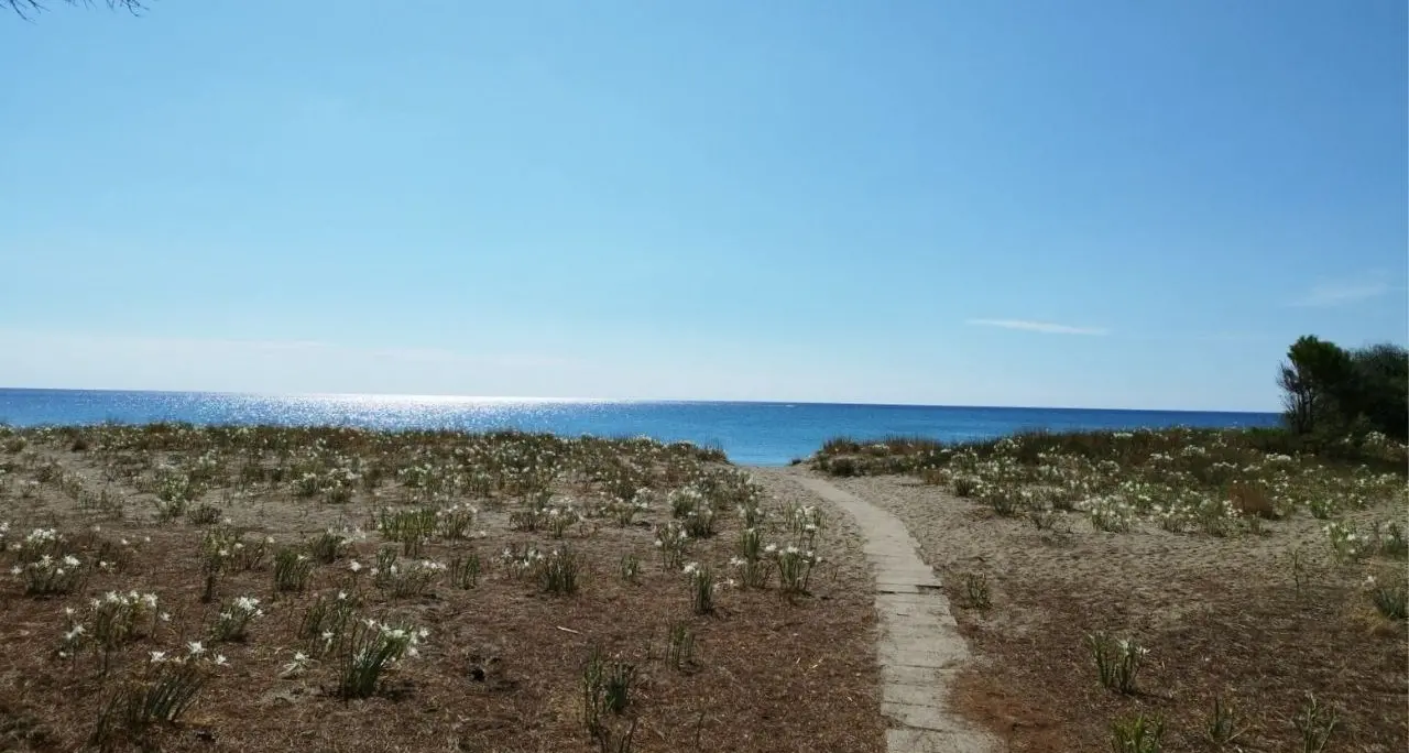 Roccelletta di Borgia, un angolo di paradiso tra storia e natura dove è possibile ammirare anche il giglio di mare