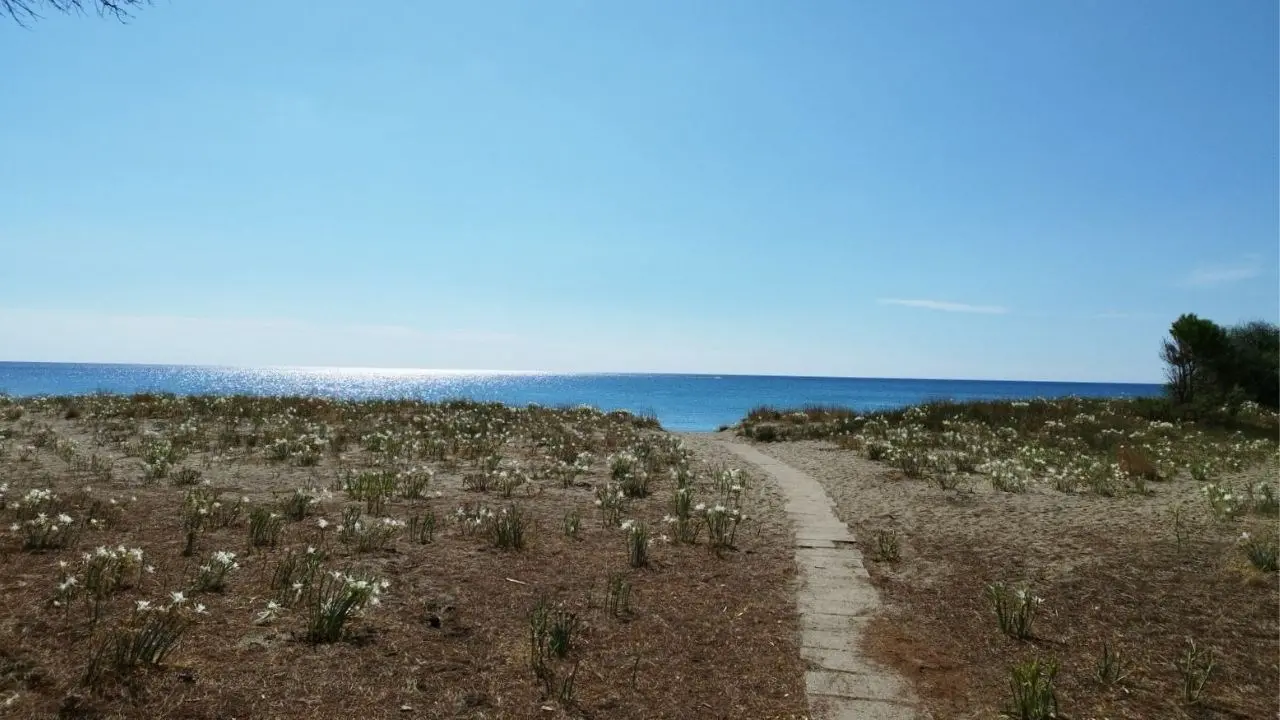 Roccelletta di Borgia, un angolo di paradiso tra storia e natura dove è possibile ammirare anche il giglio di mare