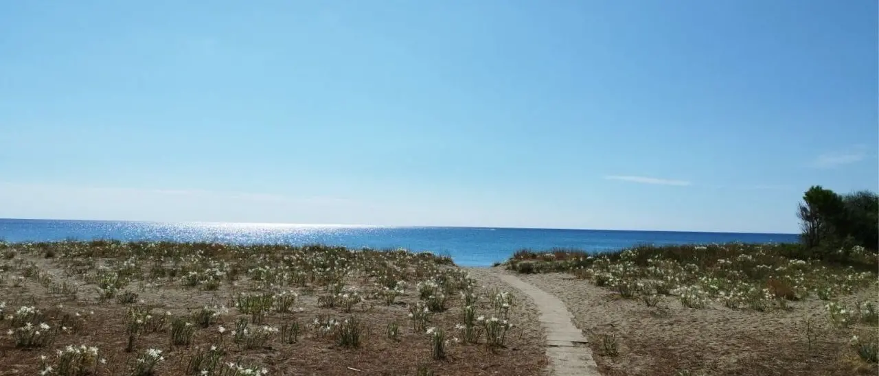 Roccelletta di Borgia, un angolo di paradiso tra storia e natura dove è possibile ammirare anche il giglio di mare
