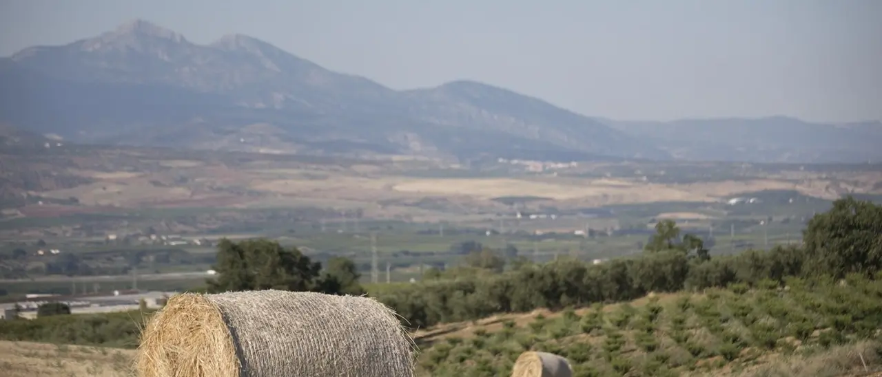 Incidente in campagna a Latina: «Lavoratore con un braccio staccato abbandonato in strada, ecco la barbarie dello sfruttamento»