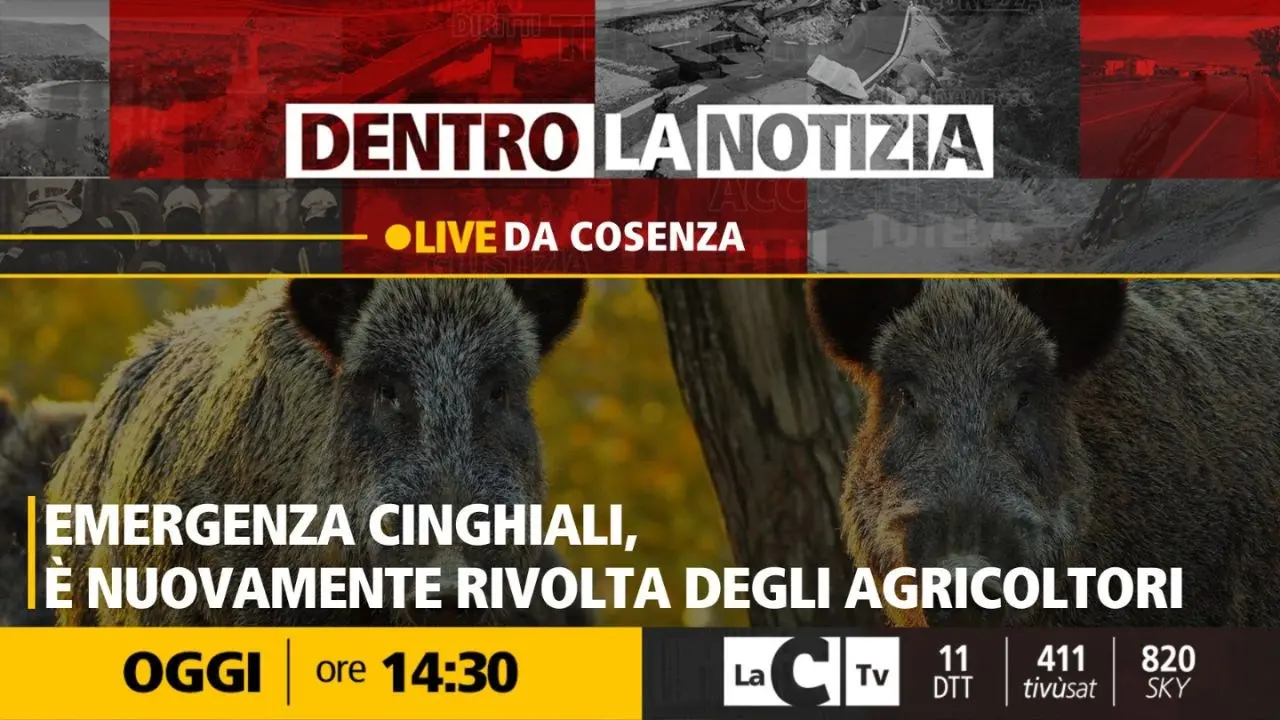 Emergenza cinghiali, le telecamere di Dentro la Notizia a Cosenza dove è in atto la protesta degli agricoltori calabresi