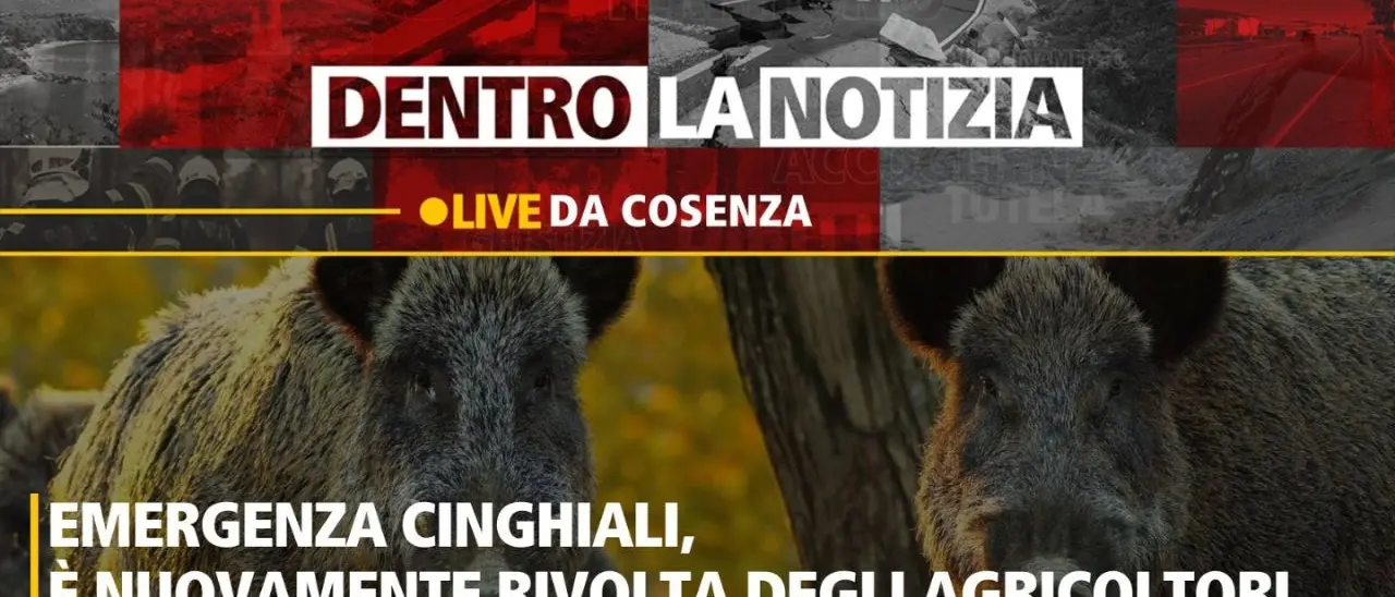 Emergenza cinghiali, le telecamere di Dentro la Notizia a Cosenza dove è in atto la protesta degli agricoltori calabresi