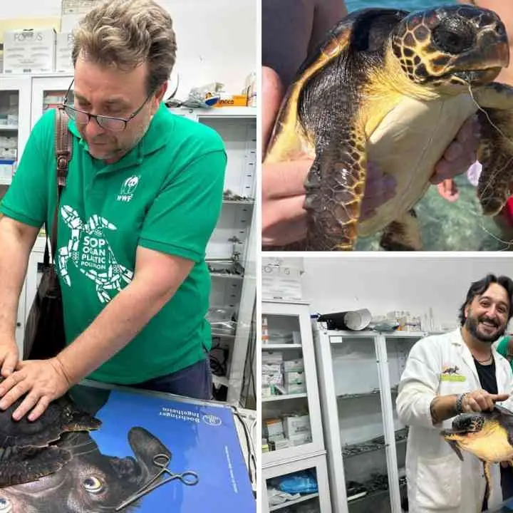 Strongoli, tartaruga ferita recuperata dai bagnanti e affidata alle cure del centro di soccorso di Isola