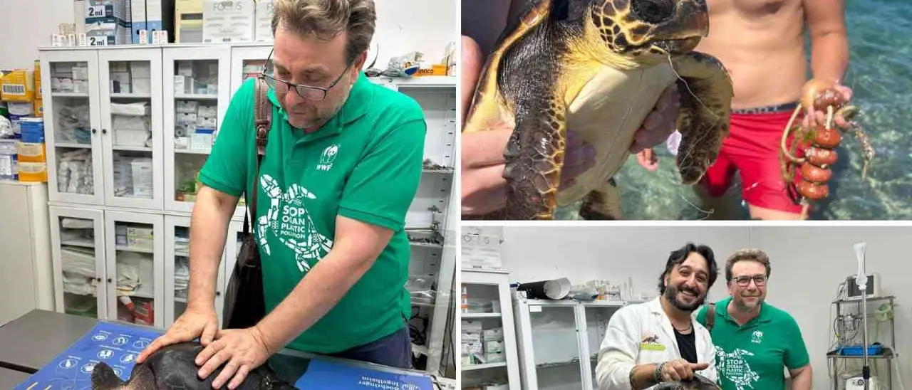 Strongoli, tartaruga ferita recuperata dai bagnanti e affidata alle cure del centro di soccorso di Isola