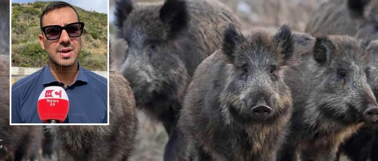 Cinghiali, Tavernise (M5S): «Il presidente Occhiuto e l’assessore rincorrono le emergenze»