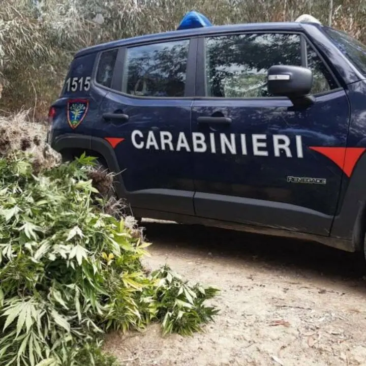 Crotone, scoperta e distrutta dai carabinieri una coltivazione di oltre 500 piante di marijuana