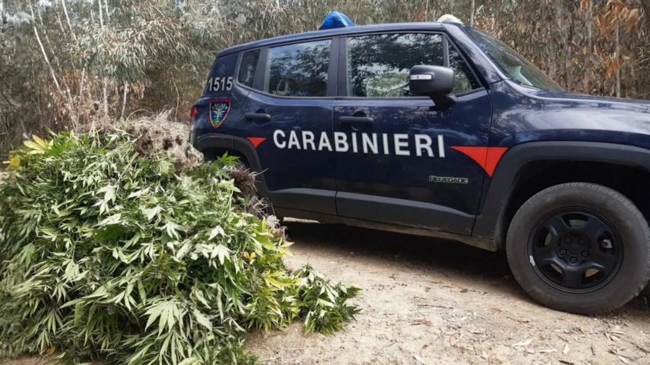 Crotone, scoperta e distrutta dai carabinieri una coltivazione di oltre 500 piante di marijuana