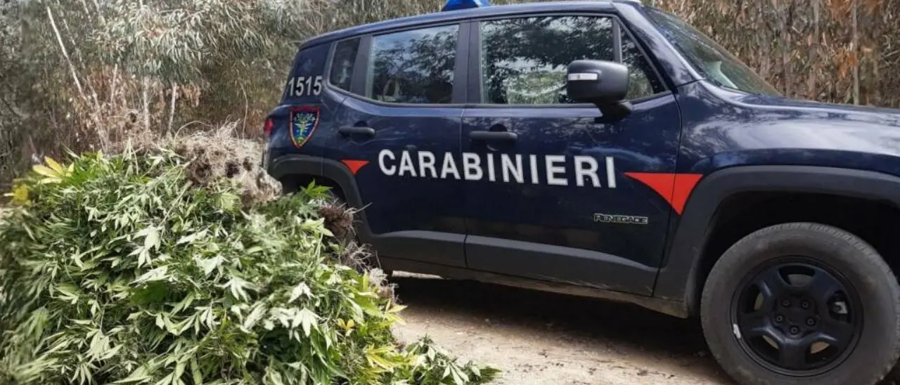 Crotone, scoperta e distrutta dai carabinieri una coltivazione di oltre 500 piante di marijuana