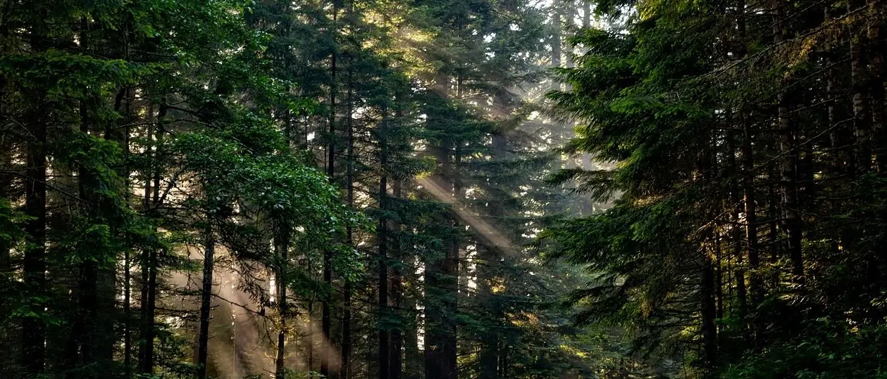 Torna in Calabria dopo 32 anni, la Dimostrazione internazionale di macchine e attrezzature forestali