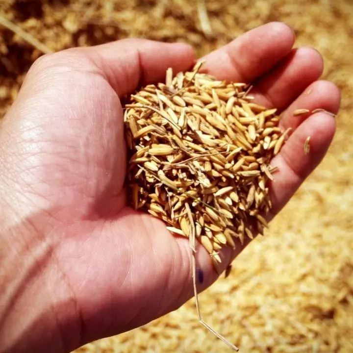 La siccità dimezza il raccolto di grano nel Crotonese, agricoltori disperati: «Necessario intervenire o chiuderemo»