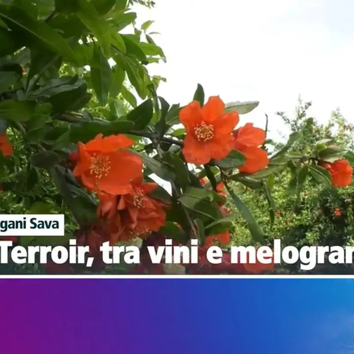 Grand Terroir tra vini e melograni: puntata speciale oggi alle 15 su LaC OnAir