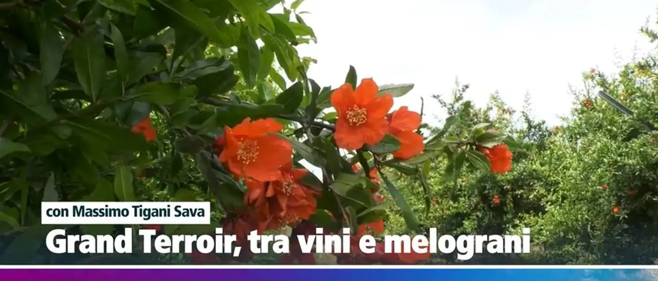 Grand Terroir tra vini e melograni: puntata speciale oggi alle 15 su LaC OnAir
