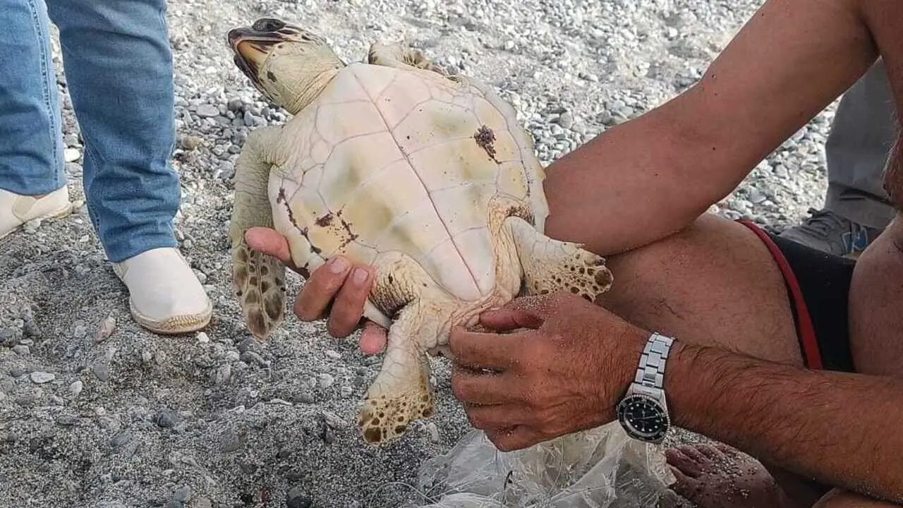 Tartaruga caretta caretta soccorsa sulla costa di Condofuri