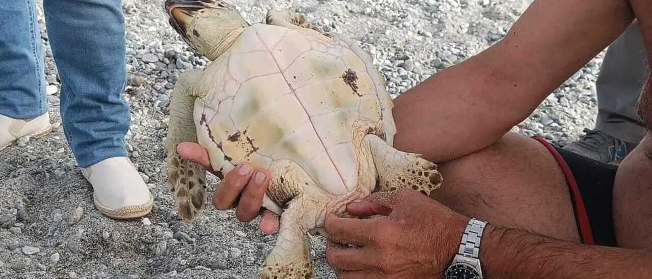 Tartaruga caretta caretta soccorsa sulla costa di Condofuri