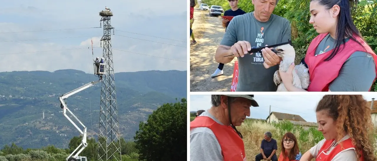 Calabria terra di cicogne, contrassegnati 24 piccoli esemplari. Si potranno seguire le rotte migratorie e aree di riproduzione