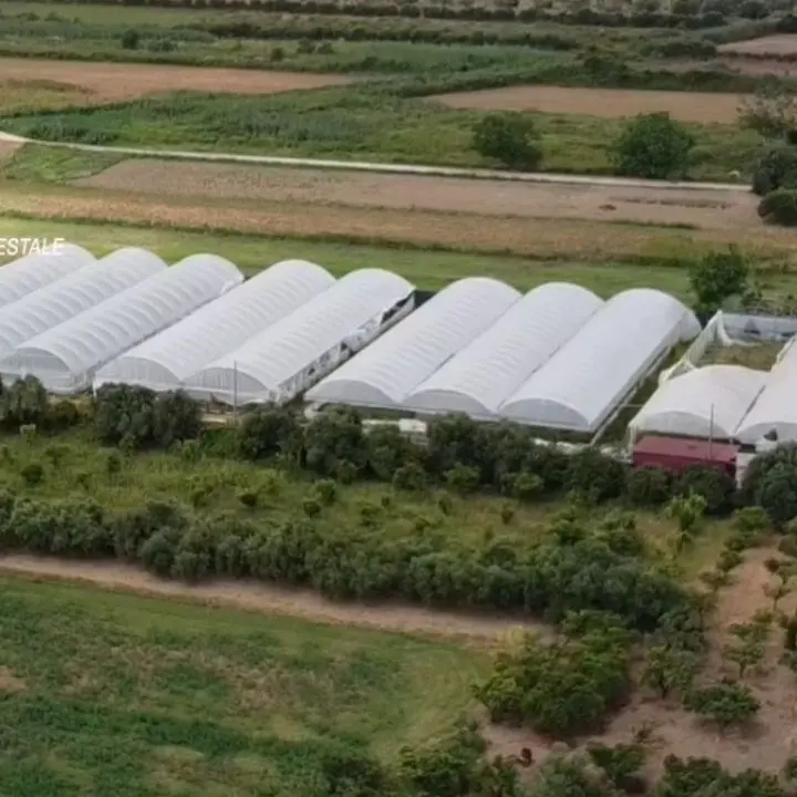 Serre blindate e vedette notturne: i “campesinos” del clan Alvaro nelle piantagioni di marijuana in Aspromonte e a Lamezia