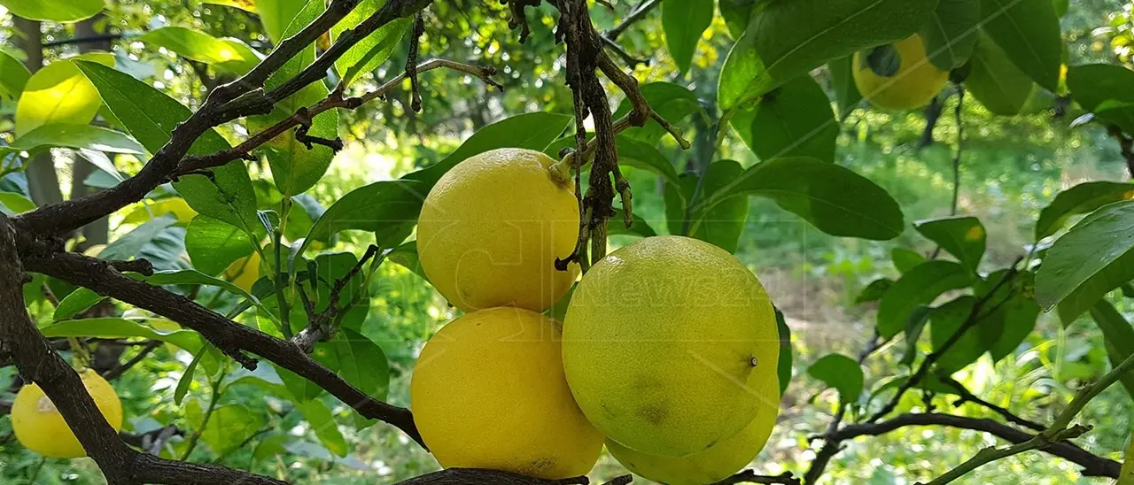 Il bergamotto è in grado di inibire la produzione del grasso, la ricerca dell’Università di Catanzaro