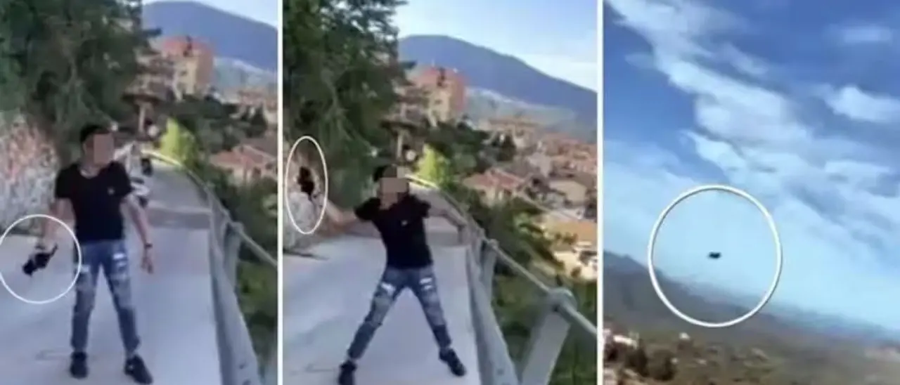 Lancia un gattino da una strada sopraelevata e l’amico lo riprende col telefonino: gli animalisti denunciano due ragazzini